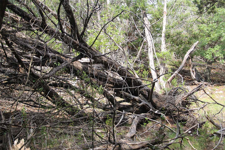 Fallen Trees in Austin Texas
