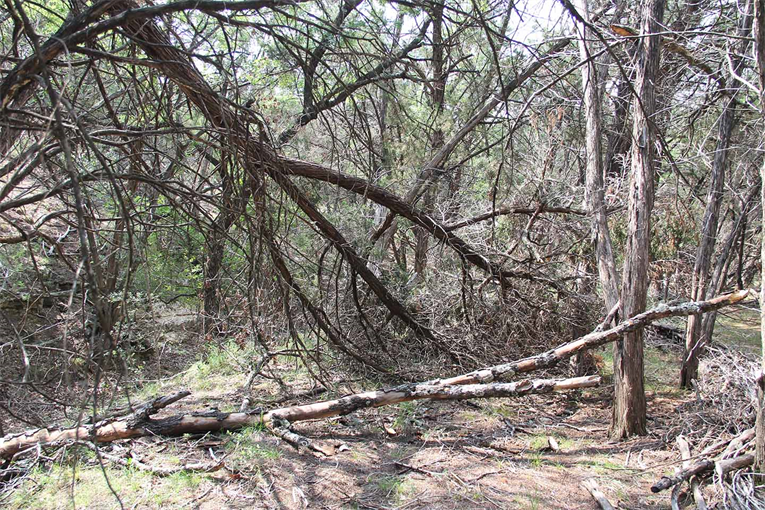 Texas Freeze Fallen Trees