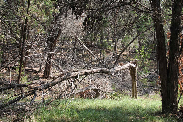 Hays County Freeze Fallen Trees