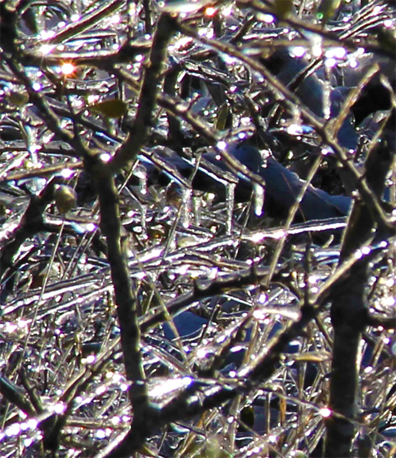 Photo During Ice Storm in Austin Texas