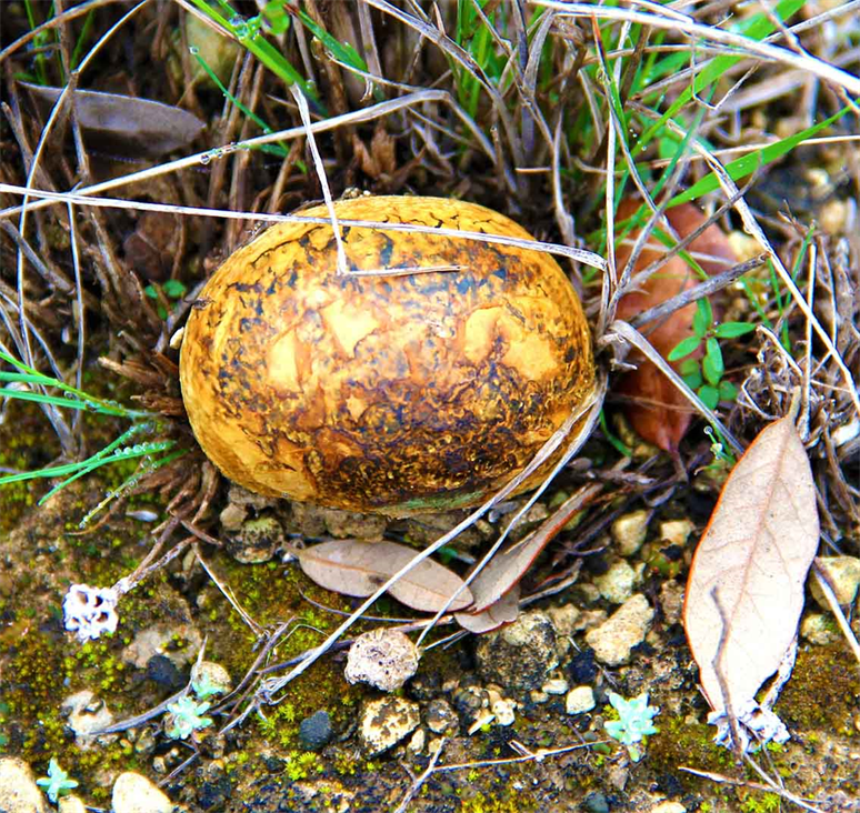 Texas Wildlife Hill Country