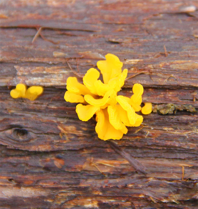 Photo Hays County Nature Austin Texas